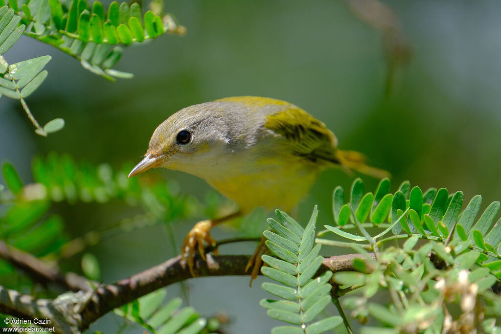 Paruline des mangroves femelle adulte, portrait