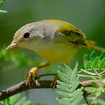 Paruline des mangroves