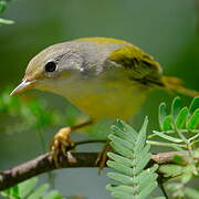 Paruline des mangroves