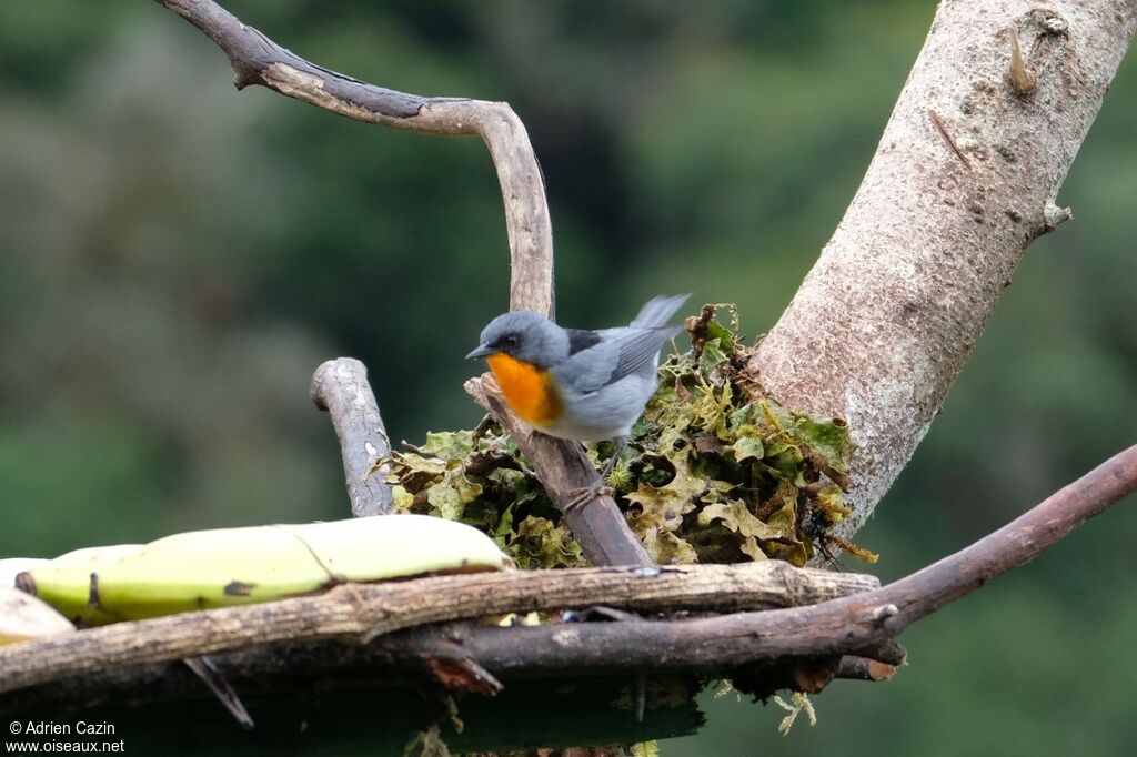 Flame-throated Warbleradult, identification, eats