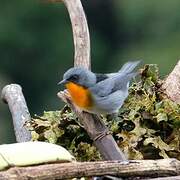 Flame-throated Warbler