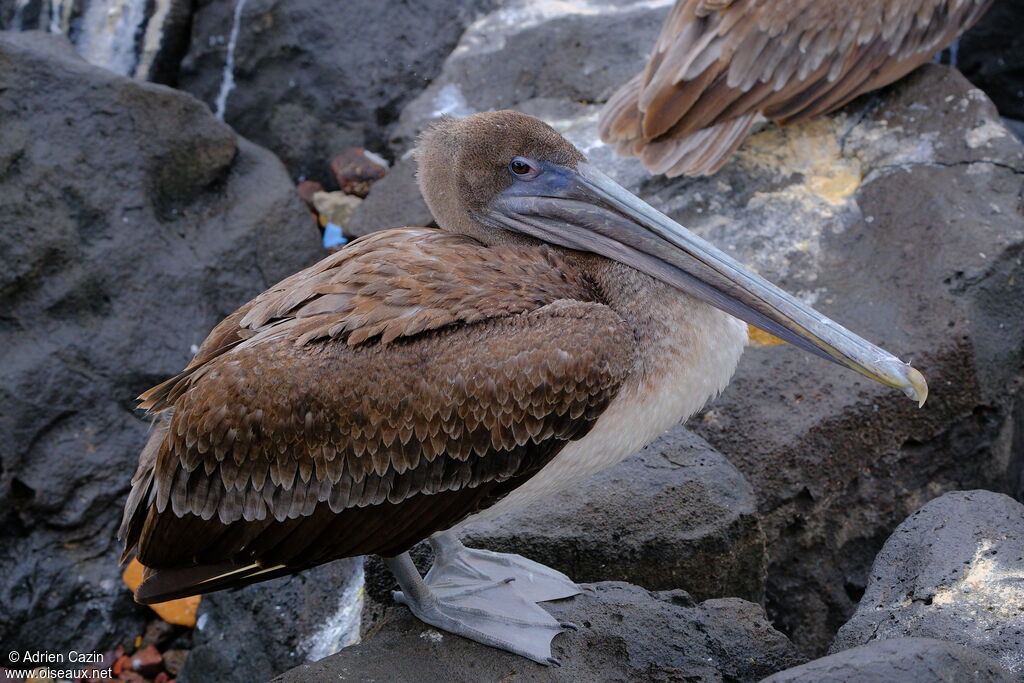 Pélican brunjuvénile, identification