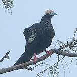 Pénélope à gorge bleue
