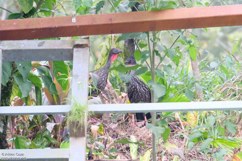 Crested Guan