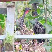 Crested Guan