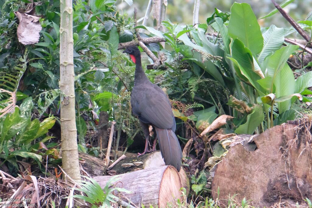 Crested Guan