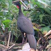 Crested Guan