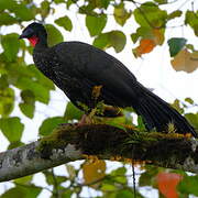 Crested Guan