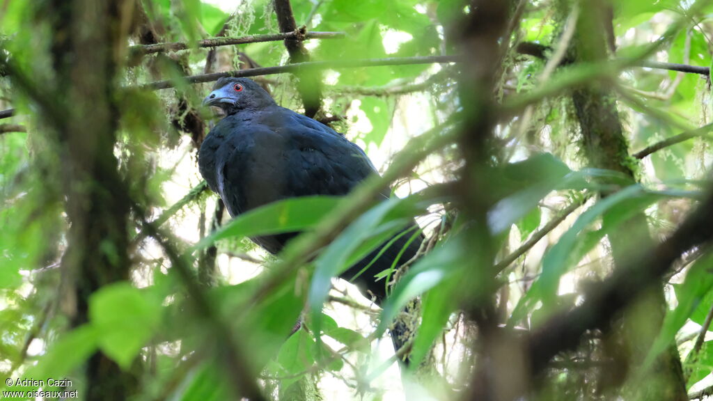 Pénélope unicoloreadulte, identification