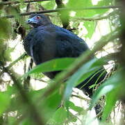 Black Guan