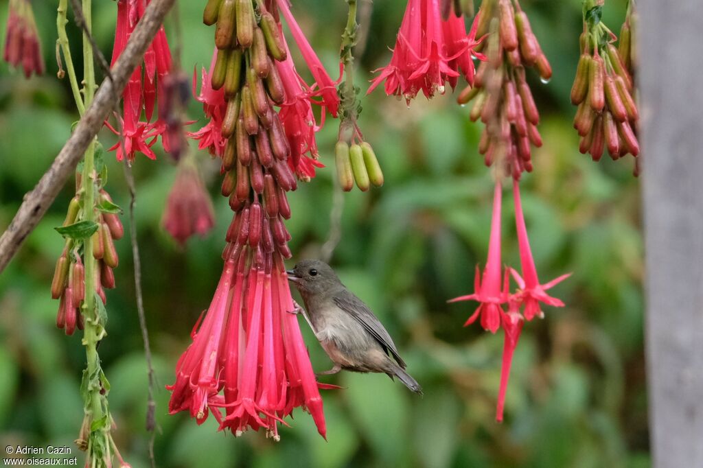 Slaty Flowerpiercer female adult, identification, eats