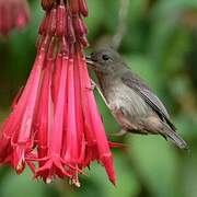 Slaty Flowerpiercer