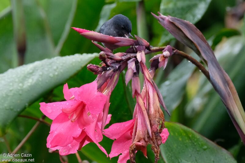 Slaty Flowerpiercer male adult, identification, eats