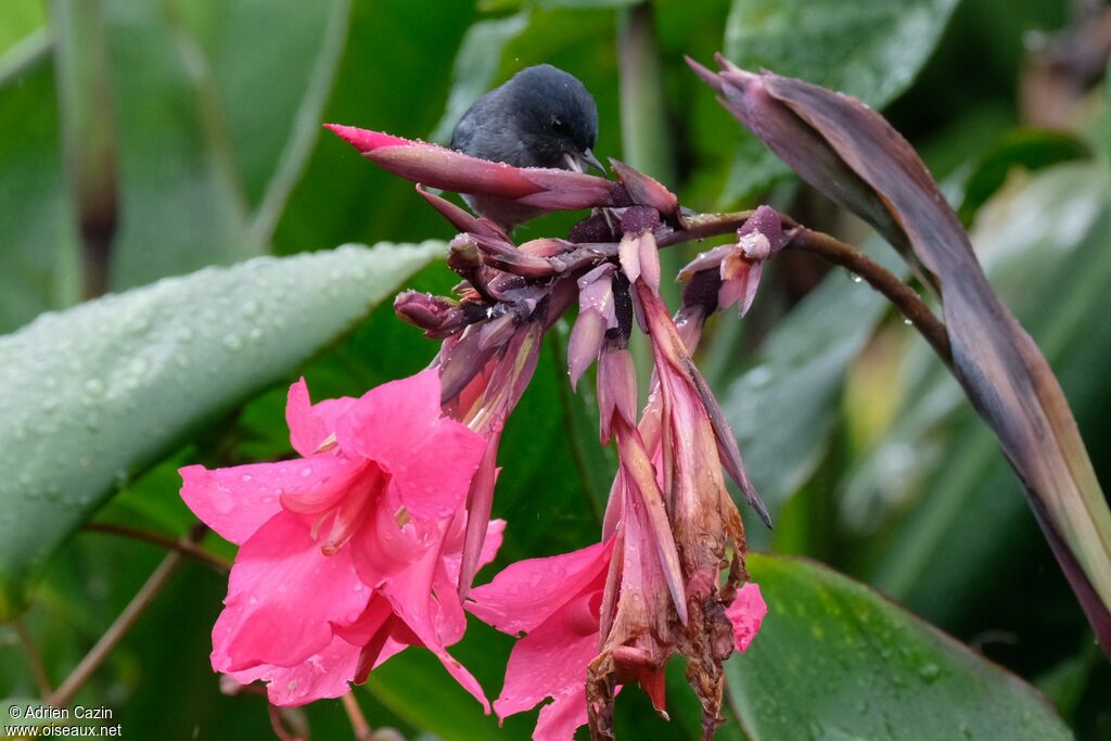 Slaty Flowerpiercer male adult, identification, eats