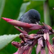 Slaty Flowerpiercer