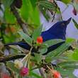 Percefleur indigo