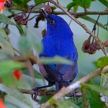 Percefleur indigo