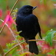 Percefleur noir