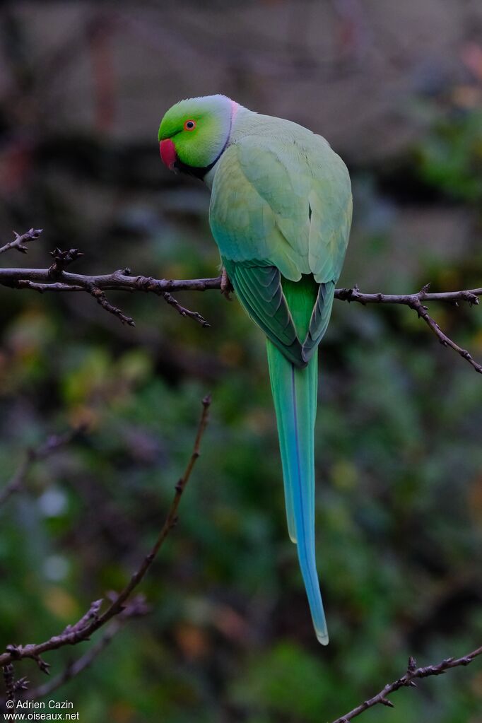 Perruche à collier mâle adulte, identification
