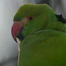 Perruche à collier