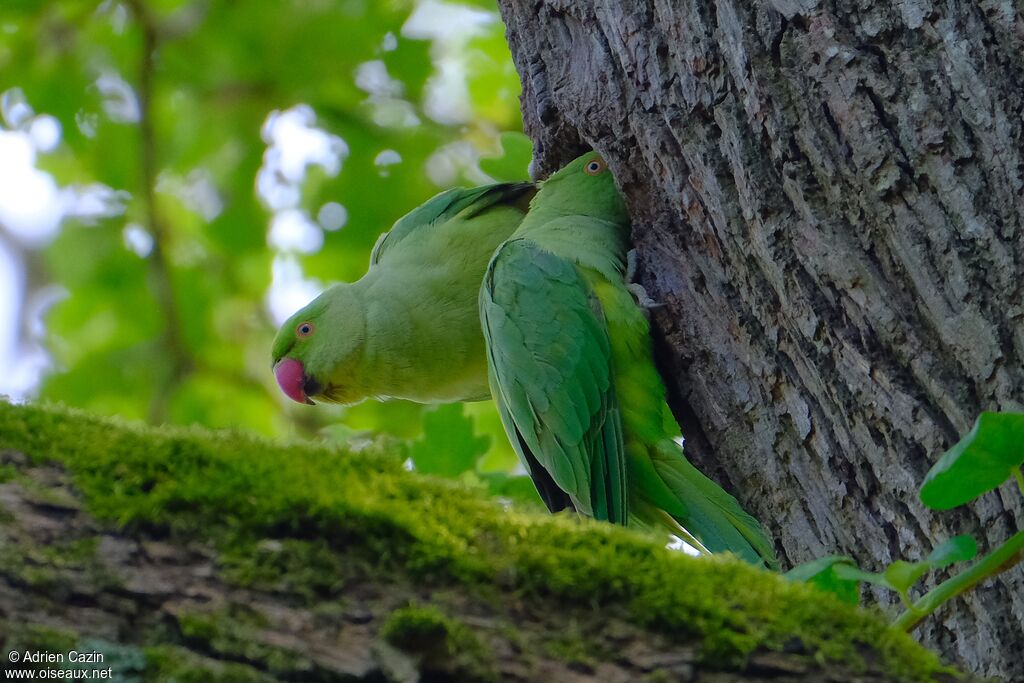 Rose-ringed Parakeet, Reproduction-nesting