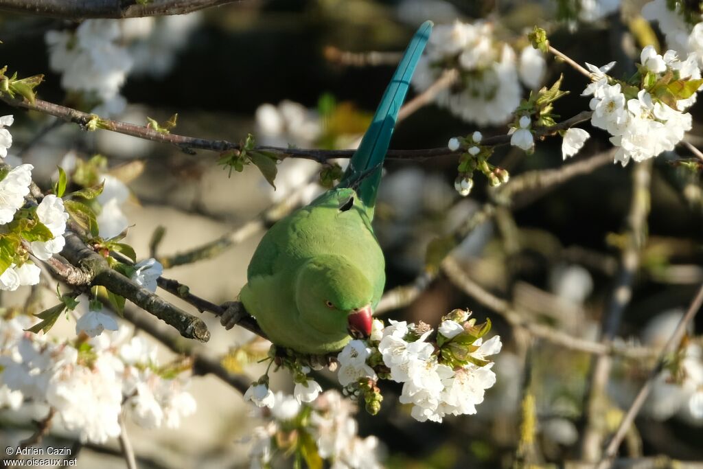 Perruche à collier, mange