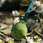 Rose-ringed Parakeet