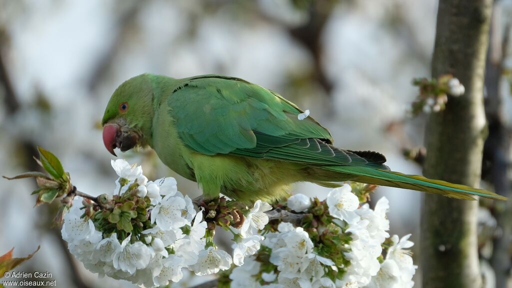 Rose-ringed Parakeet, eats