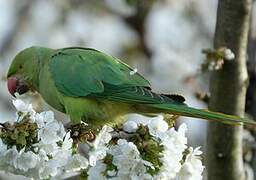 Rose-ringed Parakeet