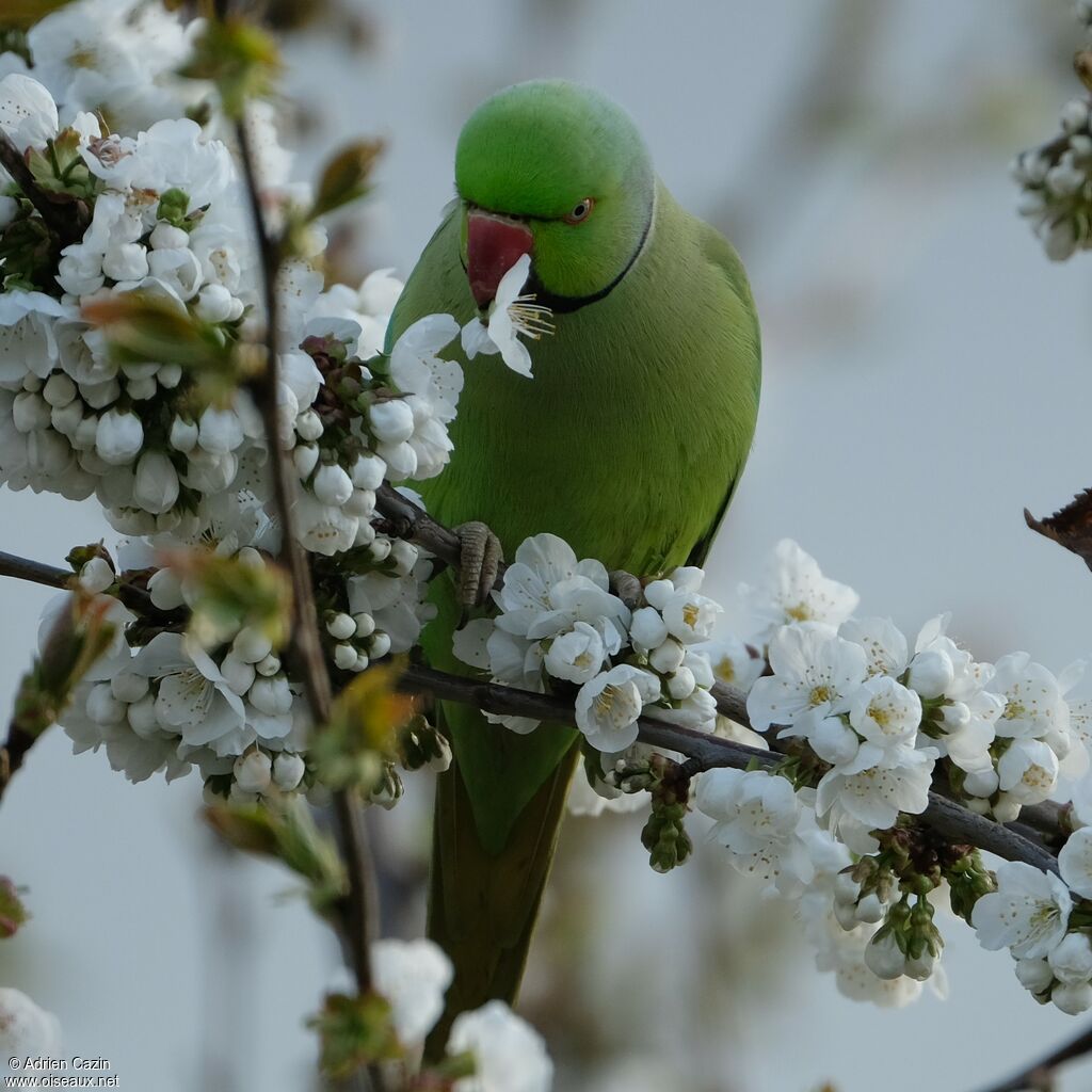 Perruche à collier, mange