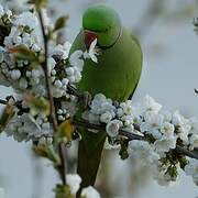 Rose-ringed Parakeet