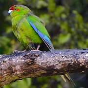 Red-crowned Parakeet