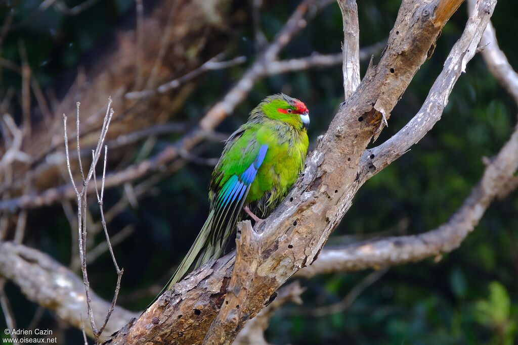 Red-crowned Parakeet