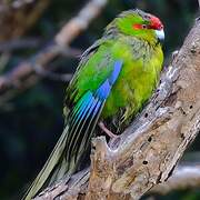 Red-crowned Parakeet