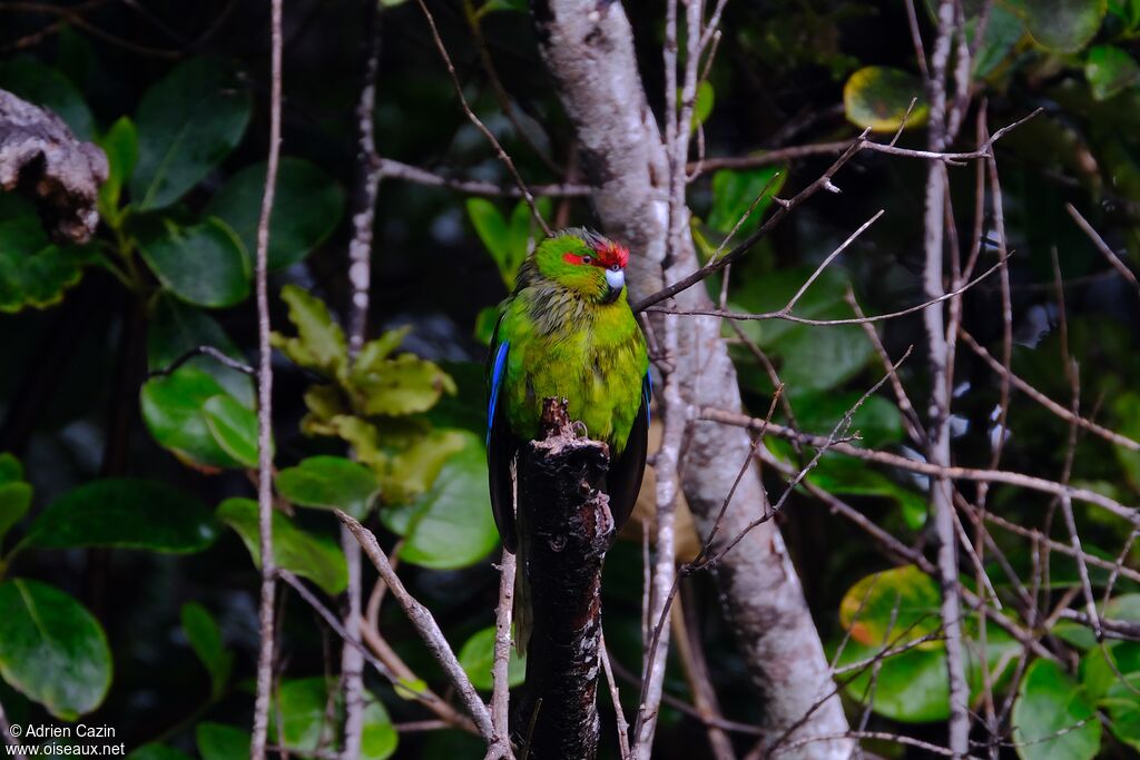 Red-crowned Parakeet