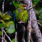 Red-crowned Parakeet