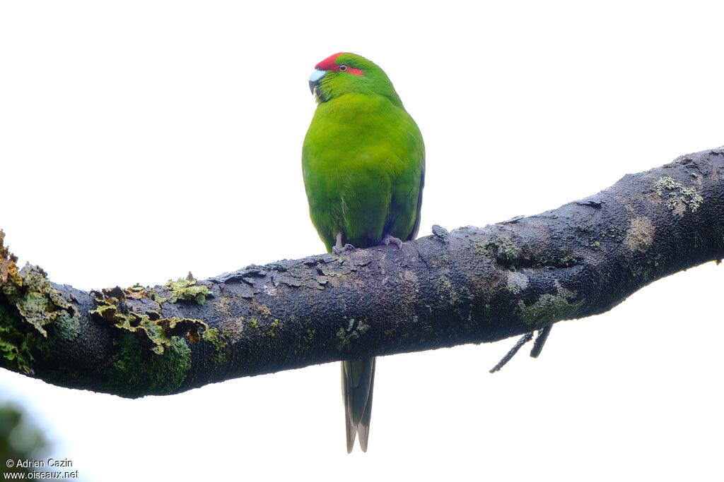 Red-crowned Parakeetadult