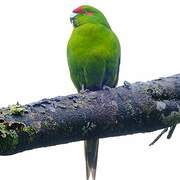 Red-crowned Parakeet