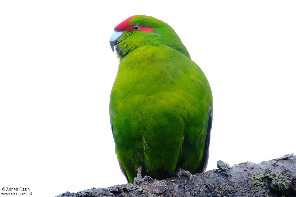 Red-crowned Parakeetadult