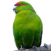 Red-crowned Parakeet