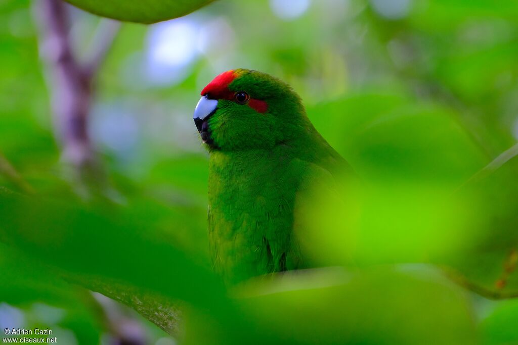 Red-crowned Parakeetadult, close-up portrait