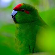 Red-crowned Parakeet