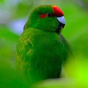 Red-crowned Parakeet