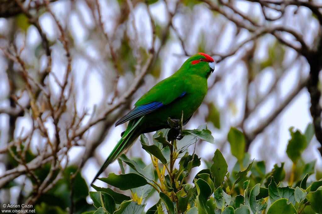 Red-crowned Parakeetadult