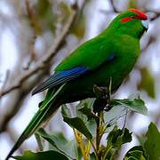 Red-crowned Parakeet