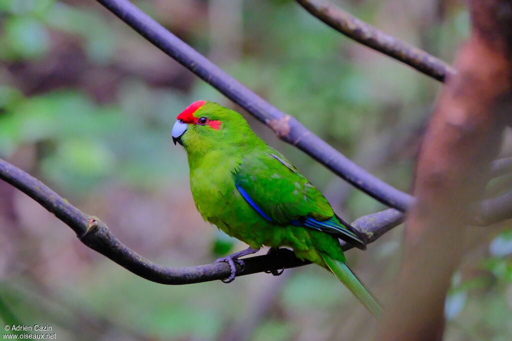 Red-crowned Parakeetadult, identification