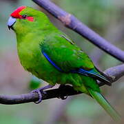 Red-crowned Parakeet