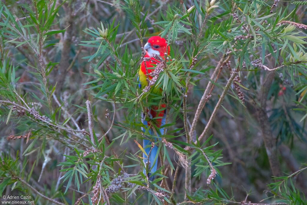 Eastern Rosellaadult