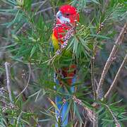 Eastern Rosella