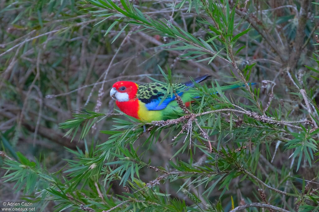 Eastern Rosellaadult, eats